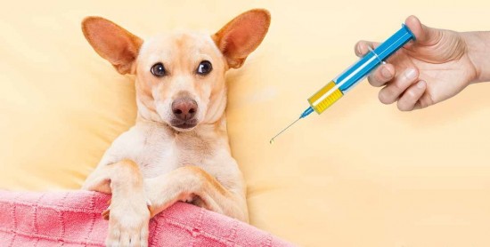 Летом в Ломоносовском районе заработает пункт вакцинации домашних животных