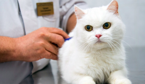 Каждый год московские ветеринары бесплатно повышают квалификацию  в учебном центре госветслужбы
