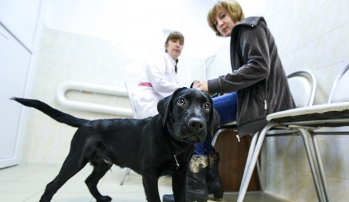 Ветеринары могут каждый год проходить курсы по повышению квалификации в Москве