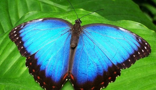 В заповедном луге Академического района встретили бабочку Морфо из Южной Америки