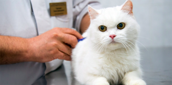 Каждый год более 500 тыс московских ветеринаров проходят курсы повышения квалификации