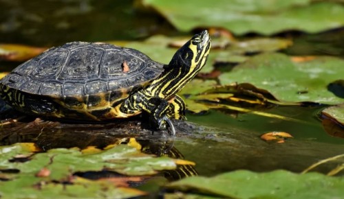 Экскурсии и квесты к Всемирному дню черепахи организуют экоцентры ЮЗАО