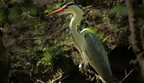 Свыше 50 видов птиц зафиксировали в Битцевском лесу