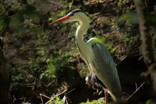 Более 50 видов птиц обнаружили в Битцевском лесу