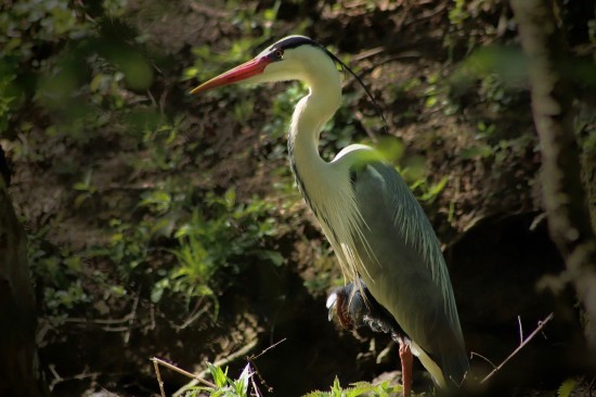 В Битцевском лесу жители Зюзина смогут встретить более 50 видов птиц