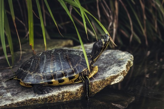 В эконцентрах Битцевского леса к Всемирному дню черепахи пройдут экскурсии и квесты