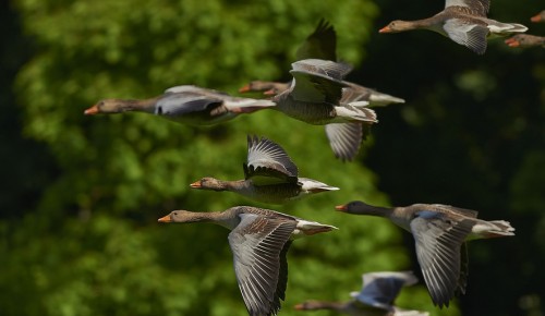 Свыше 50 видов птиц зафиксировали экологи «Мосприроды» в Битцевском лесу