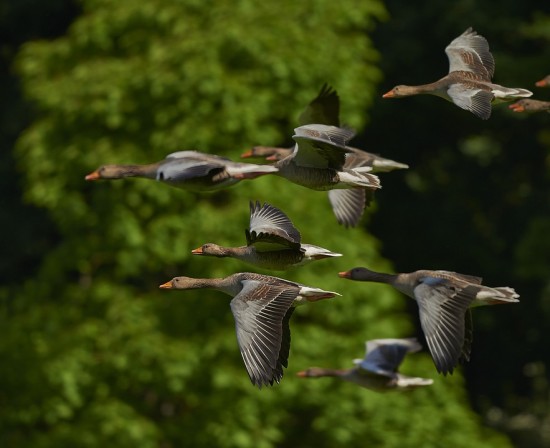 Более полусотни видов птиц зафиксировали экологи «Мосприроды» в Битцевском лесу