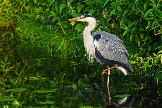 В Битцевском лесу этим летом экологи «Мосприроды» зафиксировали редких птиц