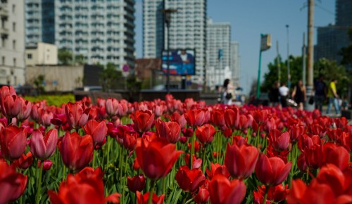 В этом году Москву украсят 54 миллиона цветов – Собянин