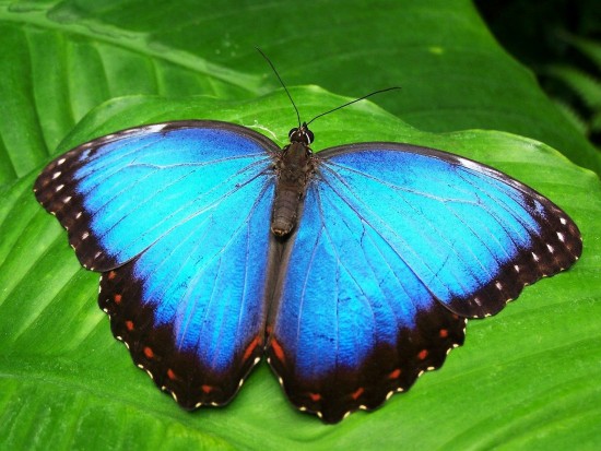 В экоцентре "Воробьёвы горы" с 15 по 18 июня проведут активности в честь Всемирного дня бабочки