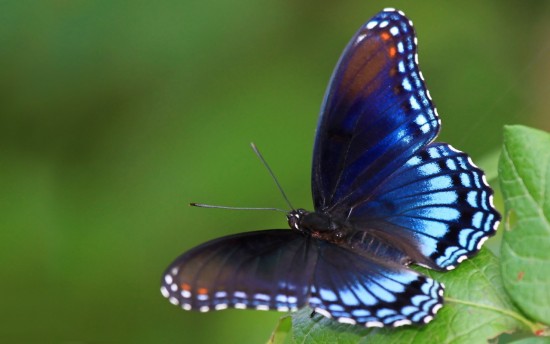 В экоцентре "Лесная сказка" в Битцевском парке пройдут экологические экскурсии ко Дню бабочки