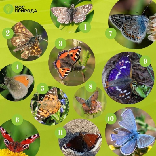 Жители Северного Бутова могут проверить свои знания о бабочках