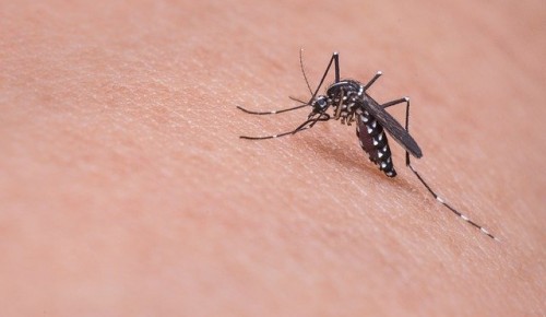 Котловчанам порекомендовали спасаться от комаров эфирными маслами