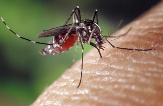 Натуральные репелленты помогут спастись жителям Северного Бутова от комаров