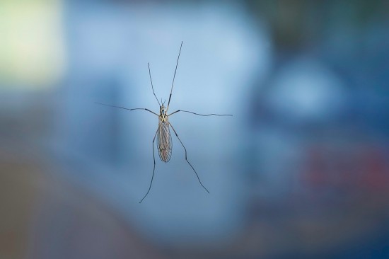 Специалисты Мосприроды дают советы жителям Ясенева по борьбе с комарами
