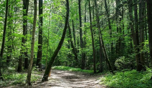 Экоцентр «Битцевский лес» проводит мероприятия в онлайн-формате