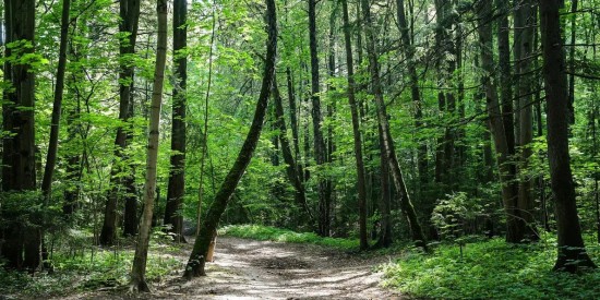 Мероприятия в онлайн-формате проводит экоцентр «Битцевский лес»