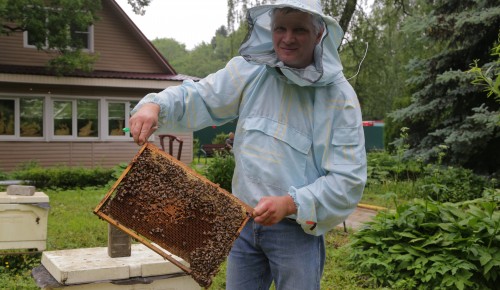 Пчеловодство для начинающих. Пасечник рассказывает, как создать пчелиную ферму на даче