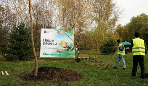 Более 8 тыс. заявок подали молодые родители Москвы к участию в проекте «Наше дерево»