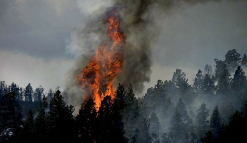 Экоцентр «Битцевский лес» Ясенева опубликовал памятку об опасности лесных пожаров