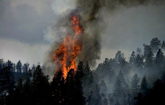 Экоцентр «Битцевский лес» Ясенева опубликовал памятку об опасности лесных пожаров