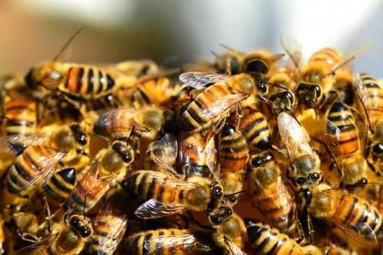 Мосприрода опубликовала видеоподкаст о том, как пчелы сосуществуют в семьях