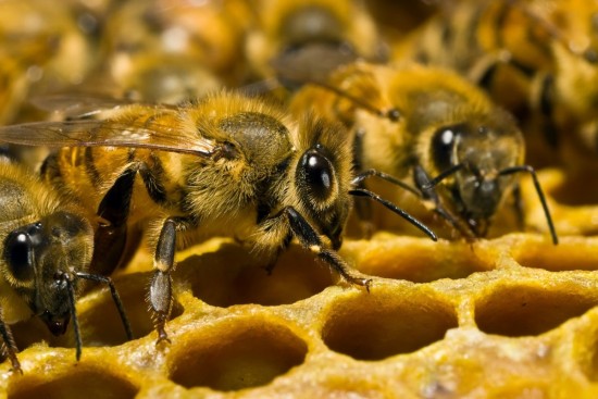 Мосприрода опубликовала видеоподкаст о пчелиной семье