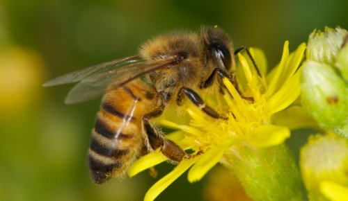 Мосприрода опубликовала видеоподкаст об устройстве семьи пчёл