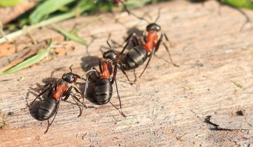 Мосприрода рассказала о рыжих лесных муравьях, внесенных в Красную книгу Москвы