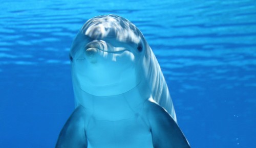 Экоцентр «Воробьёвы горы» рассказал о всемирном дне китов и дельфинов