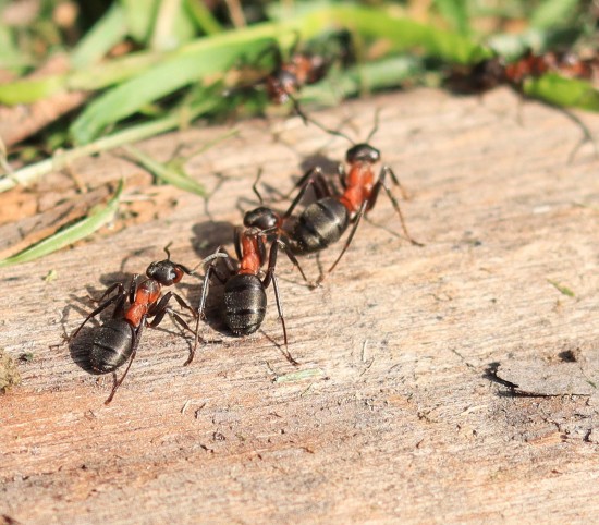 Специалисты Мосприроды рассказали об обитающих в Москве рыжих лесных муравьях, внесенных в Красную книгу
