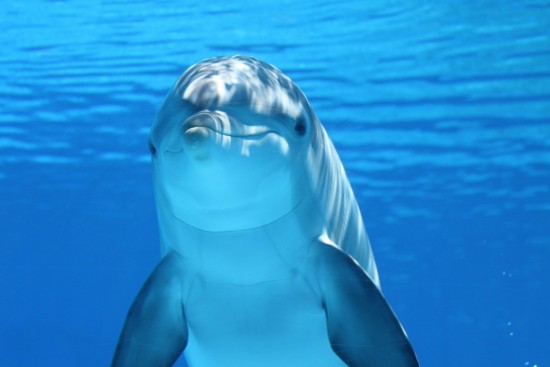 Экоцентр «Воробьёвы горы» рассказал о всемирном дне китов и дельфинов
