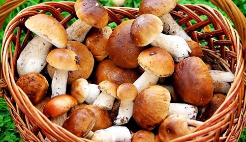 Дирекция "Теплый Стан" и "Тропарево" опубликовала онлайн-занятие о грибах