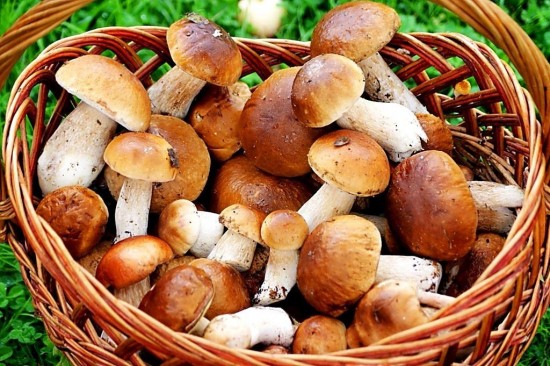 Дирекция "Теплый Стан" и "Тропарево" опубликовала онлайн-занятие о грибах