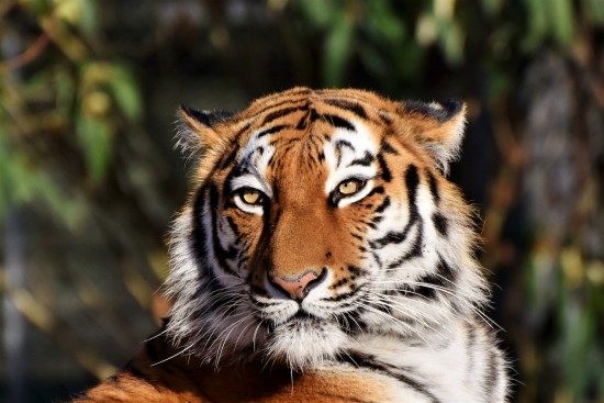 Экоцентр «Битцевский лес» Ясенева предлагает пройти викторину о тиграх