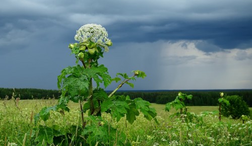 Жители Ясенева могут сообщить Мосприроде о вредных растениях на природных территориях Москвы