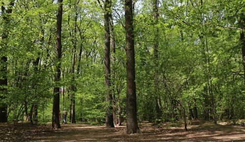 В Воронцовском парке можно прогуляться по Дубраве, где растут вековые деревья