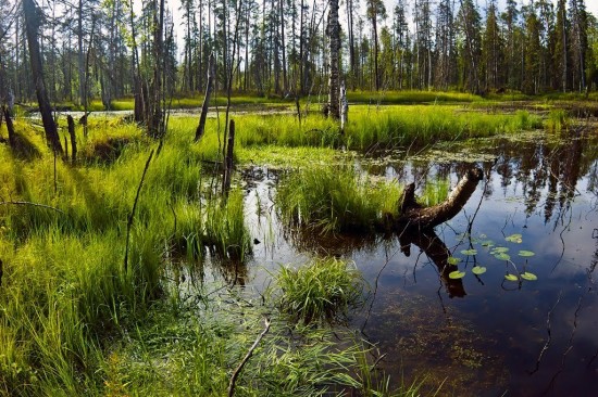Дирекция "Теплый Стан" и "Тропарево" опубликовала онлайн-занятие о болотных растениях