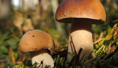 "Мосприрода" предупредила о запрете собирать грибы на охраняемых природных территориях Москвы