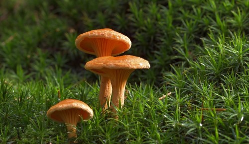 Мосприрода напомнила, что сбор грибов на особо охраняемых природных территориях столицы запрещен