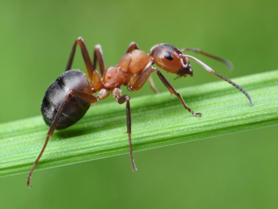 Дирекция "Теплый Стан" и "Тропарево" опубликовала онлайн-лекцию о муравьях