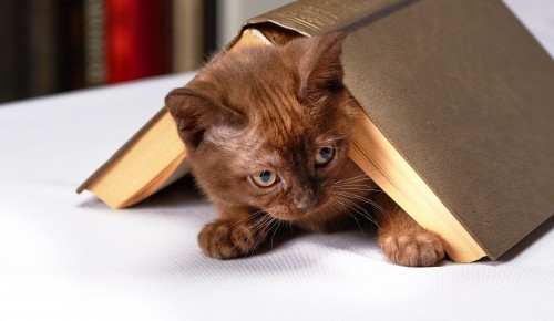 Экоцентр «Битцевский лес» предлагает ознакомиться с подборками книг о кошках