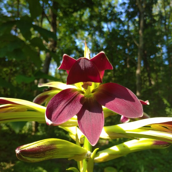 В ботаническом саду учреждения "Воробьевы горы" зацвела редкая лилия