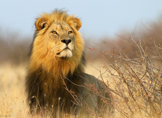 Экоцентр "Битцевский лес" опубликовал онлайн-викторину, посвященную львам