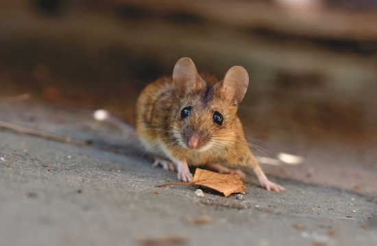 Экоцентр «Битцевский лес» приглашает на вебинар «День хозяина леса: мышь»