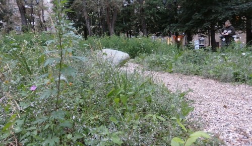 В Академическом районе заколосился мини-сад, высаженный жителями