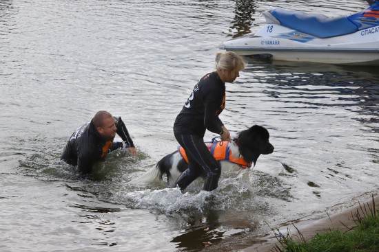 Четвероногие спасатели спешат на помощь. Собаки-водолазы могут вытащить из воды утопающего