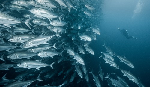 Дарвиновский музей приглашает котловчан на  фестиваль “Дикий подводный мир”