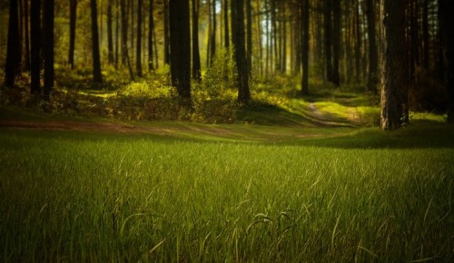 Воронцовский парк ознакомит с историей лесного хозяйства на онлайн-экскурсии